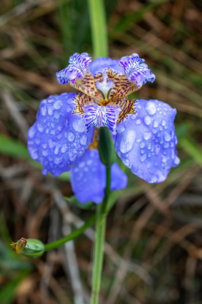 Trimezia coerulea, photographed by w_endo