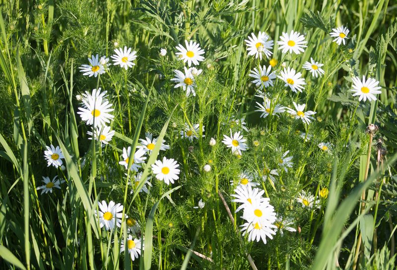 Tripleurospermum inodorum, photographed by Anastasia_Surkova