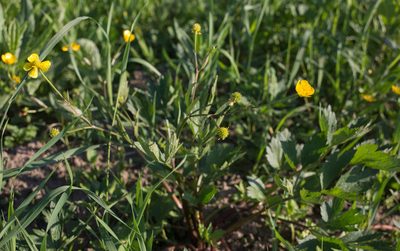 Ranunculus repens, photographed by Anastasia_Surkova