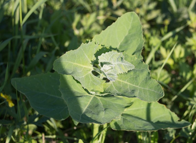 Atriplex sagittata, photographed by Anastasia_Surkova