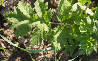 Heracleum sibiricum, photographed by Anastasia_Surkova