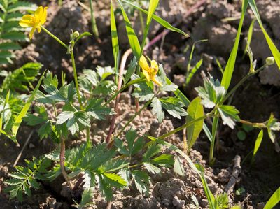 Ranunculus repens, photographed by Anastasia_Surkova