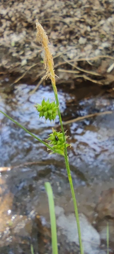 Carex mairei, photographed by Santiago Martín-Bravo
