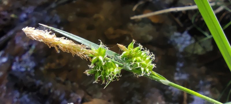 Carex mairei, photographed by Santiago Martín-Bravo