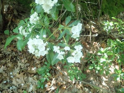 Kalmia latifolia, photographed by Lynn Harper