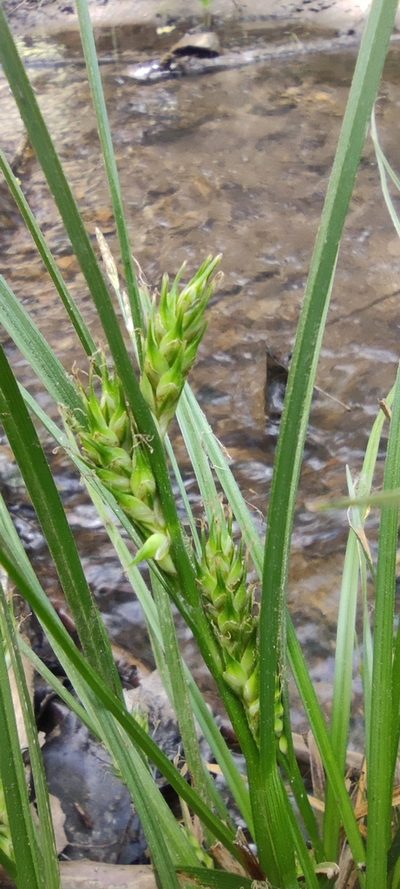 Carex hordeistichos, photographed by Santiago Martín-Bravo