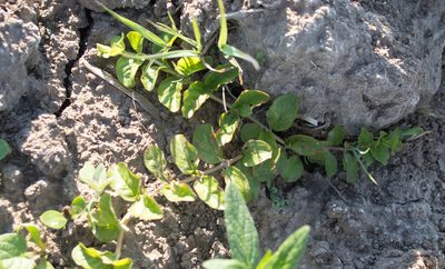 Lysimachia nummularia, photographed by Anastasia_Surkova