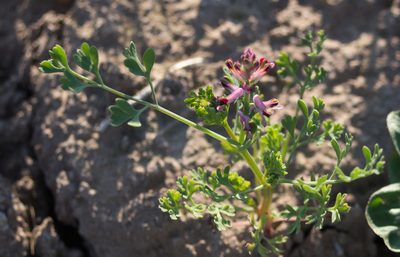 Fumaria officinalis, photographed by Anastasia_Surkova