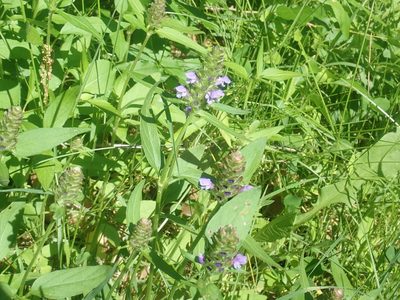 Prunella vulgaris, photographed by Lynn Harper