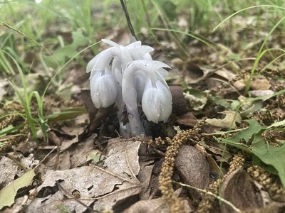 Monotropa uniflora, photographed by Nico Carl