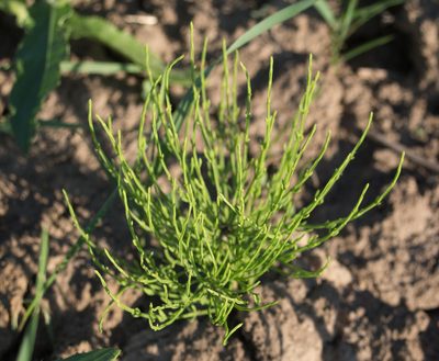 Equisetum arvense, photographed by Anastasia_Surkova