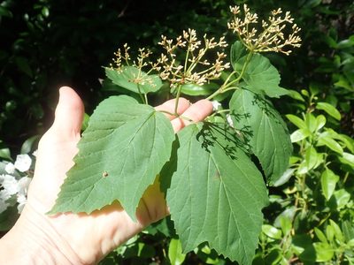 Viburnum acerifolium, photographed by Lynn Harper