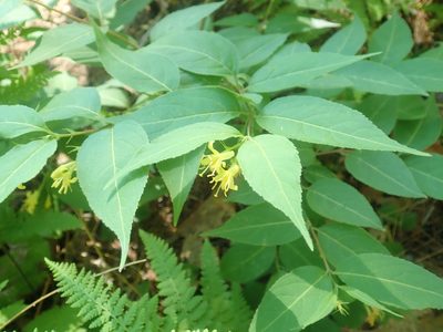 Diervilla lonicera, photographed by Lynn Harper
