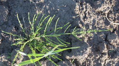 Equisetum arvense, photographed by Anastasia_Surkova