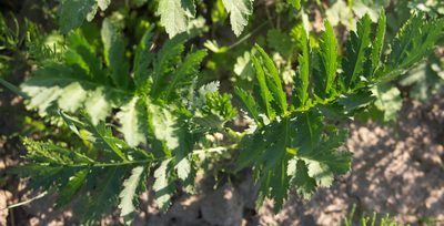 Tanacetum vulgare, photographed by Anastasia_Surkova