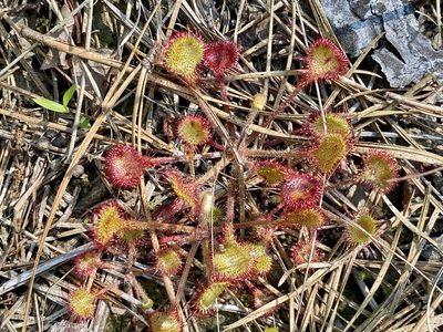 Drosera rotundifolia, photographed by Jason K.