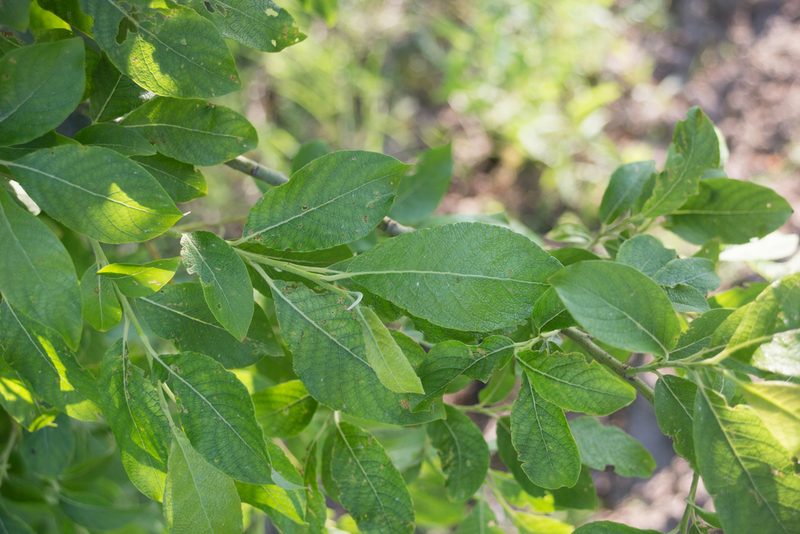 Salix caprea, photographed by Anastasia_Surkova