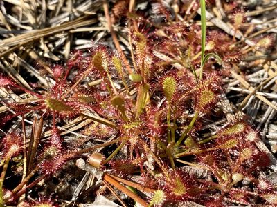 Drosera intermedia, photographed by Jason K.
