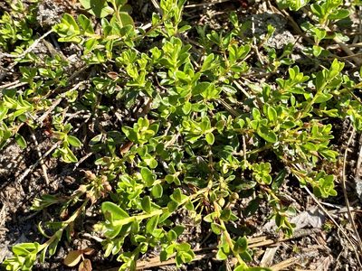 Kalmia buxifolia