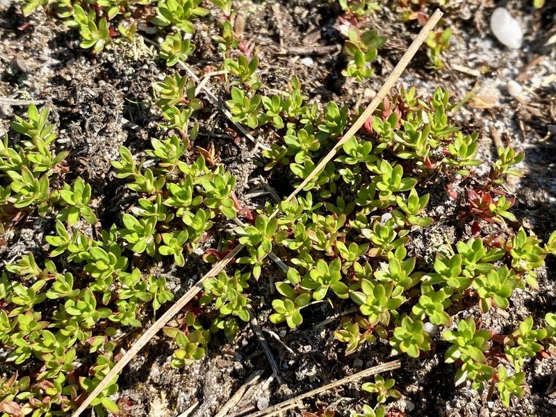Pyxidanthera barbulata, photographed by Jason K.