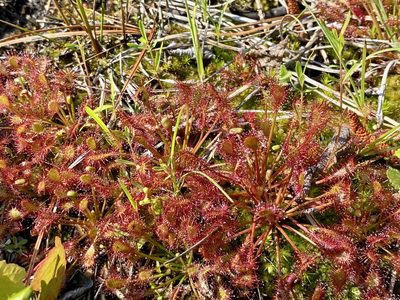 Drosera intermedia, photographed by Jason K.