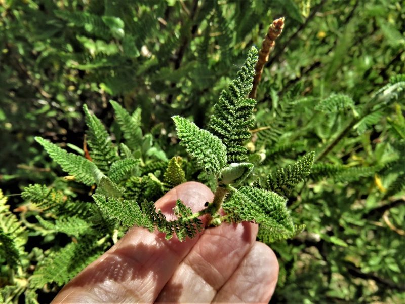 Chamaebatiaria millefolium, photographed by Annika Lindqvist