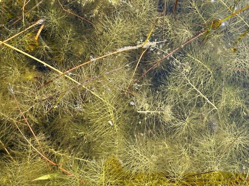 Utricularia striata, photographed by Jason K.