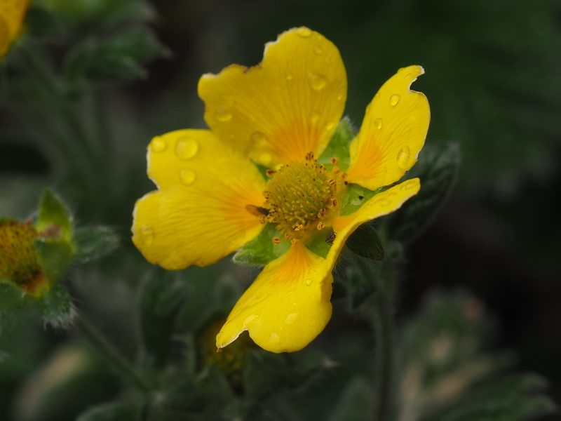 Potentilla villosa, photographed by Peter Abrahamsen