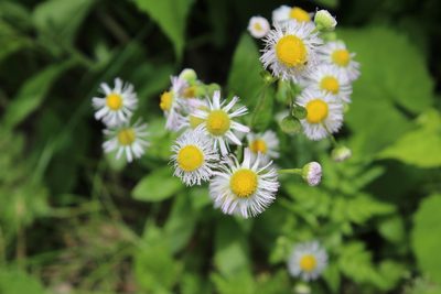 Erigeron philadelphicus, photographed by Michelle Norcéide