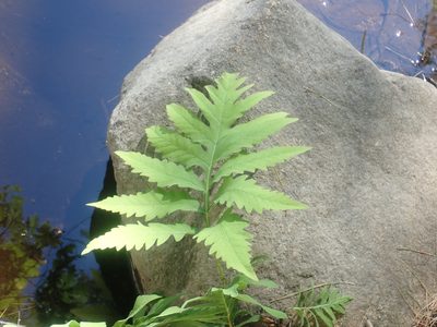 Onoclea sensibilis, photographed by Lynn Harper