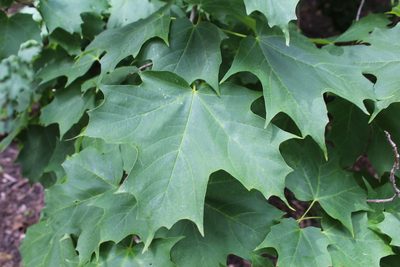 Acer saccharum, photographed by Michelle Norcéide