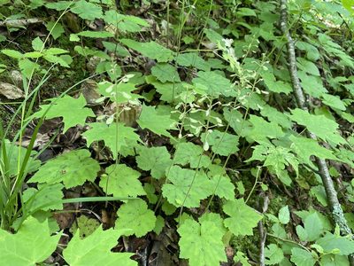 Tiarella stolonifera
