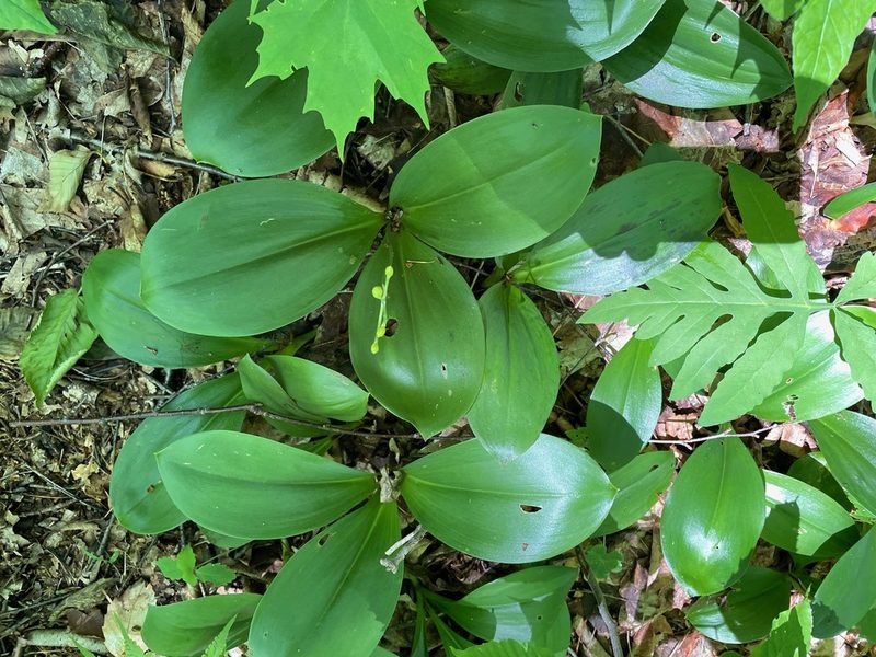 Clintonia borealis, photographed by Tom Scavo