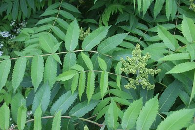Rhus typhina