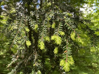 Tsuga canadensis, photographed by Tom Scavo
