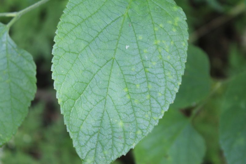 Celtis occidentalis, photographed by Michelle Norcéide
