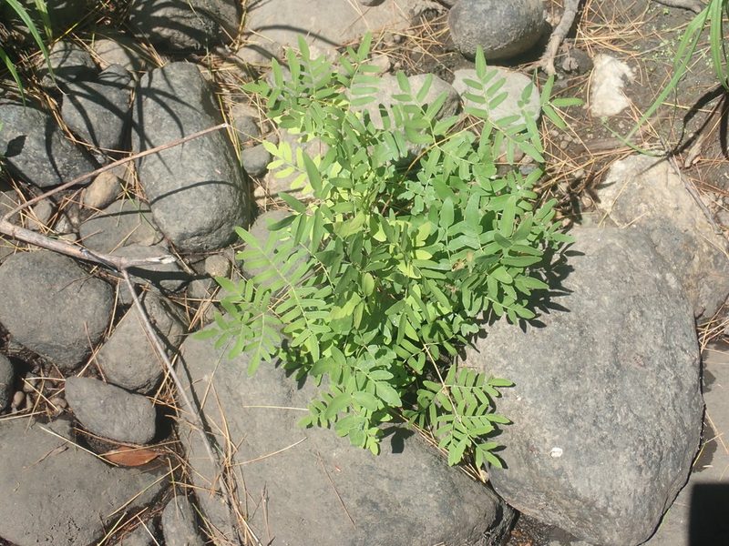 Osmunda spectabilis, photographed by Lynn Harper