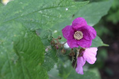 Rubus odoratus, photographed by Michelle Norcéide