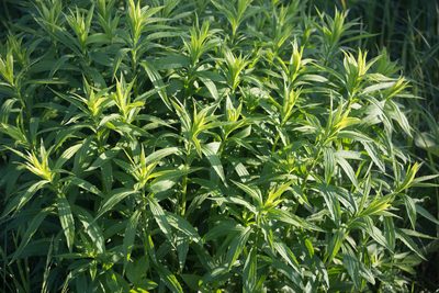 Solidago canadensis, photographed by Anastasia_Surkova