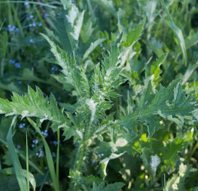 Carduus crispus, photographed by Anastasia_Surkova