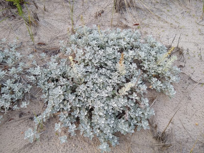 Artemisia stelleriana, photographed by John Brew