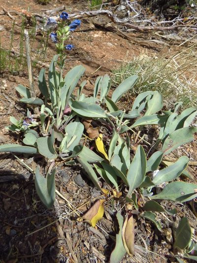 Penstemon pachyphyllus, photographed by Annika Lindqvist
