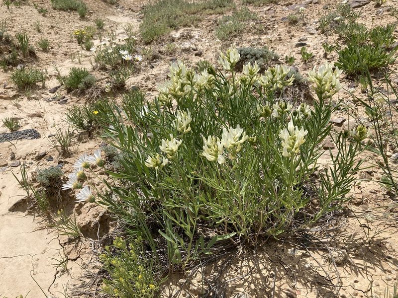 Astragalus grayi, photographed by Cecelia Alexander