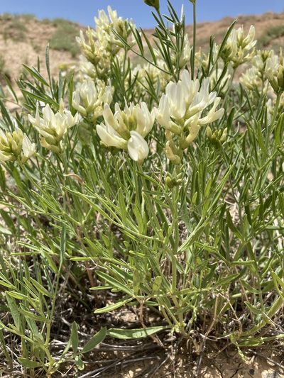 Astragalus grayi, photographed by Cecelia Alexander