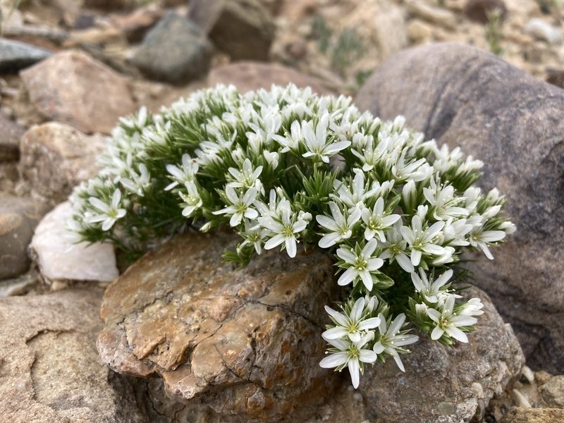 Eremogone hookeri, photographed by Cecelia Alexander