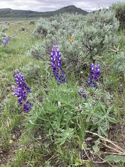 Lupinus wyethii, photographed by Cecelia Alexander