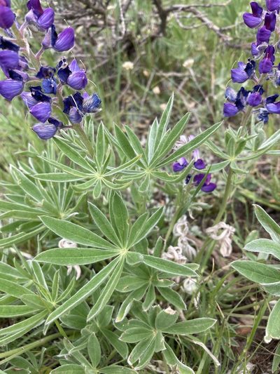 Lupinus wyethii, photographed by Cecelia Alexander