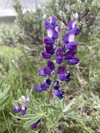 Lupinus wyethii, photographed by Cecelia Alexander