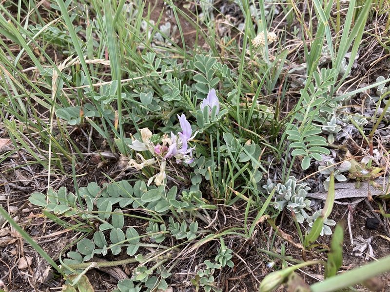 Astragalus cibarius, photographed by Cecelia Alexander
