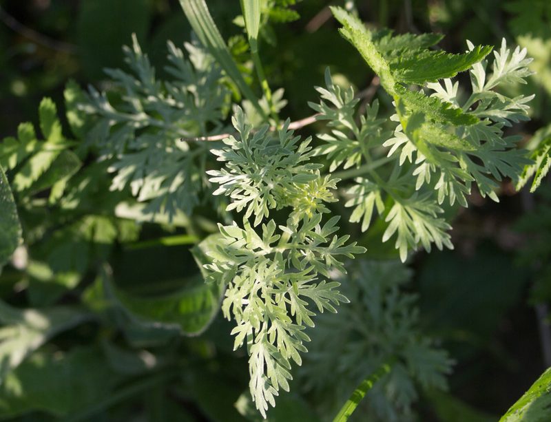 Artemisia absinthium, photographed by Anastasia_Surkova